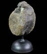 Achelousaurus Vertebrae On Metal Stand - Montana #73391-5